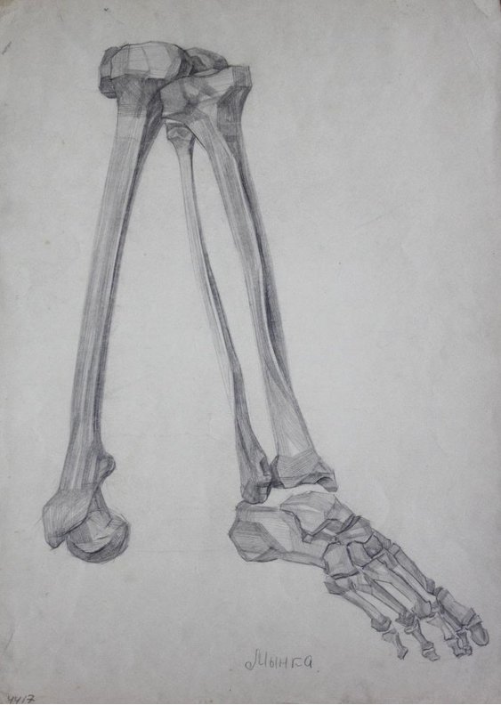 "The bones of the lower limb"